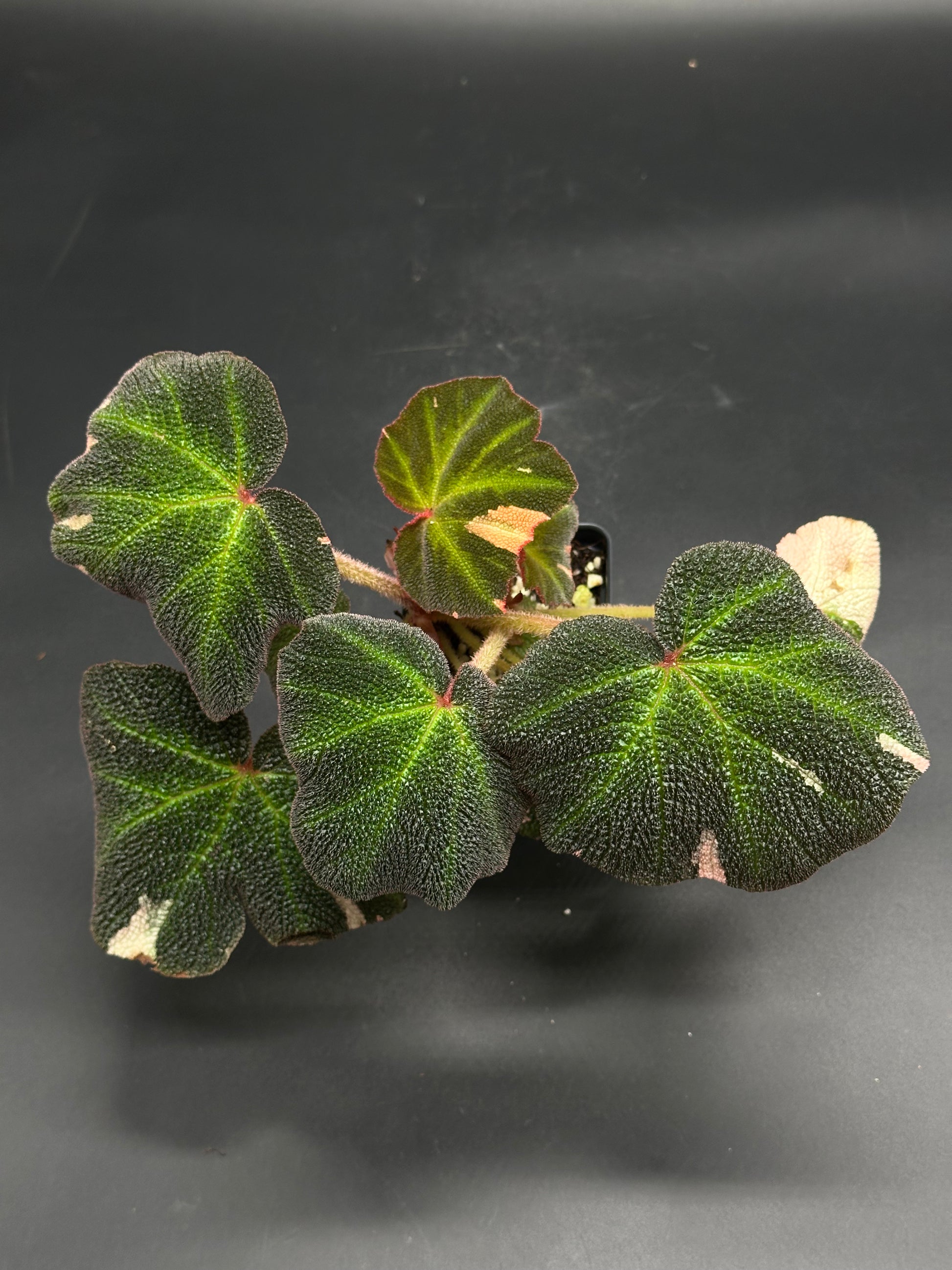 Begonia Solimutata Variegated in a 4-inch pot, featuring scalloped, velvety green leaves with lighter venation and reddish petioles, perfect for exotic houseplant enthusiasts.