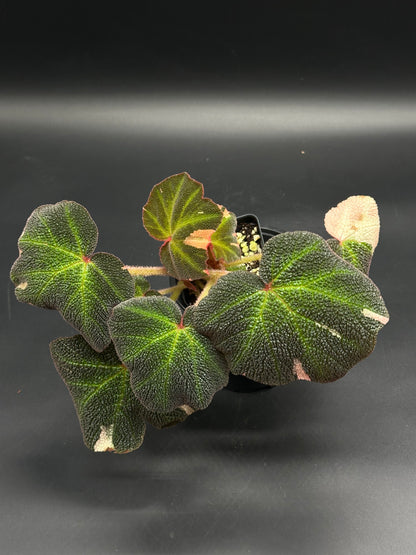 Begonia Solimutata Variegated in a 4-inch pot, featuring scalloped, reptile-textured leaves with green veins and pinkish new growth, ideal for ornamental foliage.