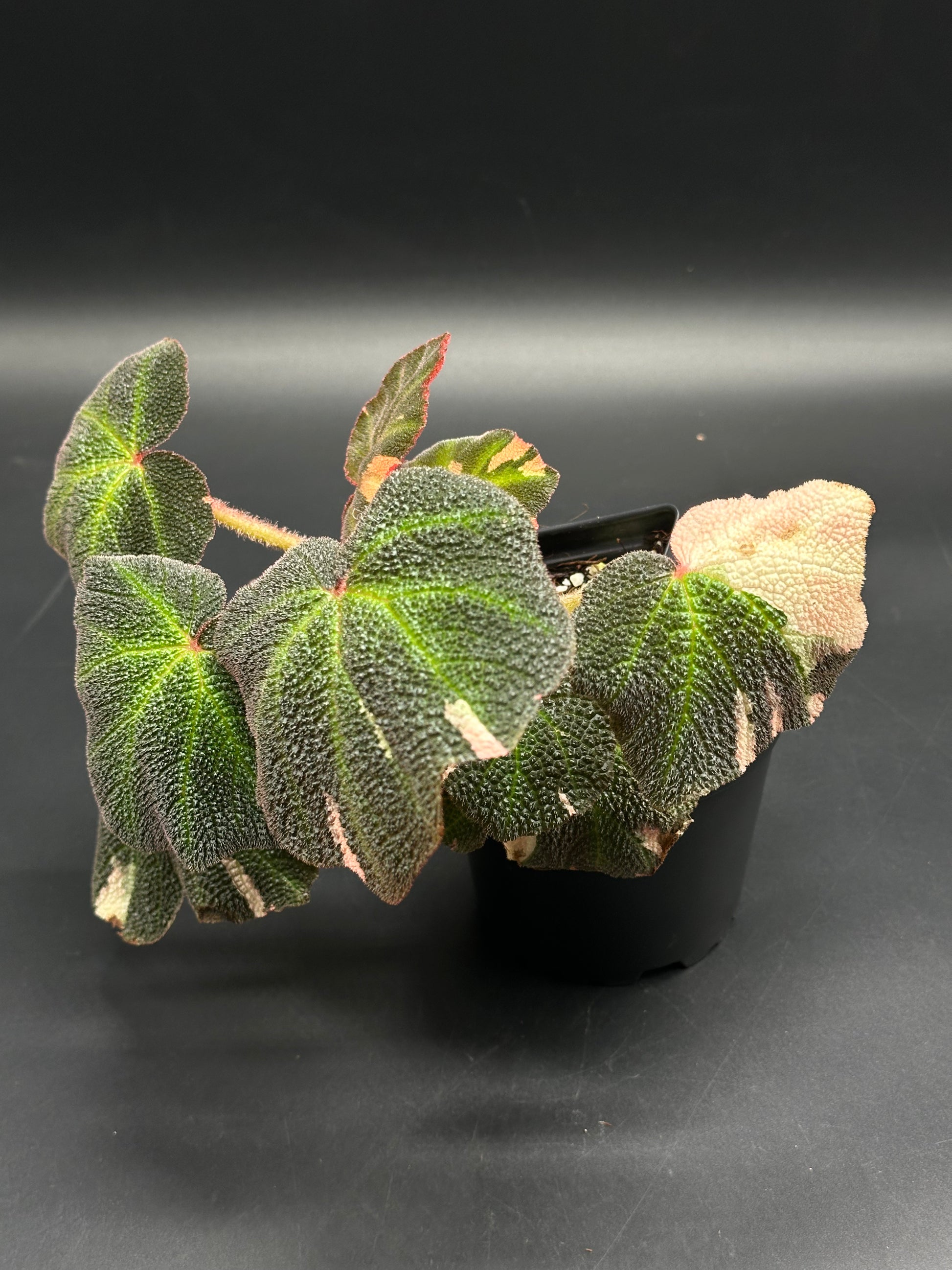 Begonia Solimutata Variegated in a 4-inch black pot, showcasing heart-shaped, bumpy leaves with dark green, pinkish, and cream variegation. Ideal for exotic plant collectors.