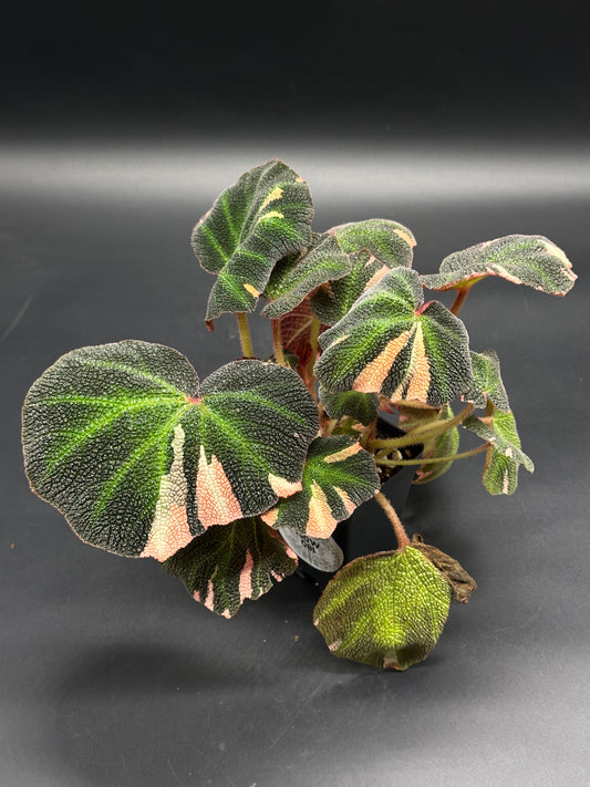 Begonia Solimutata Variegated (130W081) features velvety, puckered leaves with rich texture, presented in a 4-inch pot, ideal for exotic houseplant enthusiasts.