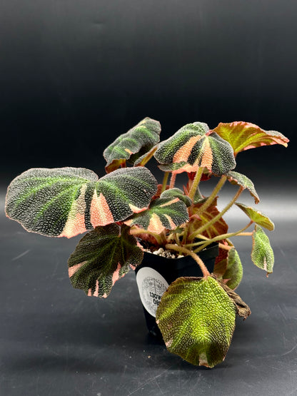 Begonia Solimutata Variegated (130W081) in a 4-inch black pot, featuring textured, round leaves with pink variegation, perfect for exotic houseplant enthusiasts.