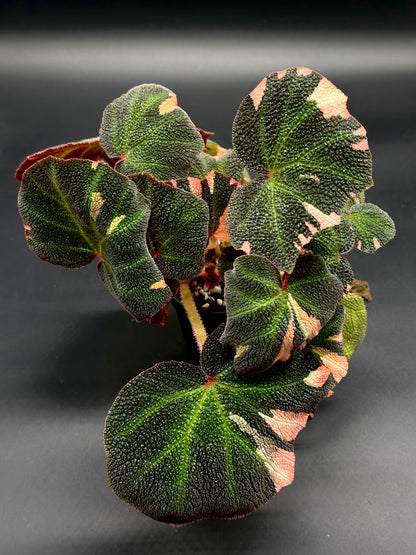 Begonia Solimutata Variegated (130W081) in a 4-inch pot, featuring textured dark green leaves with pink and light green variegation, reddish undersides and stems.