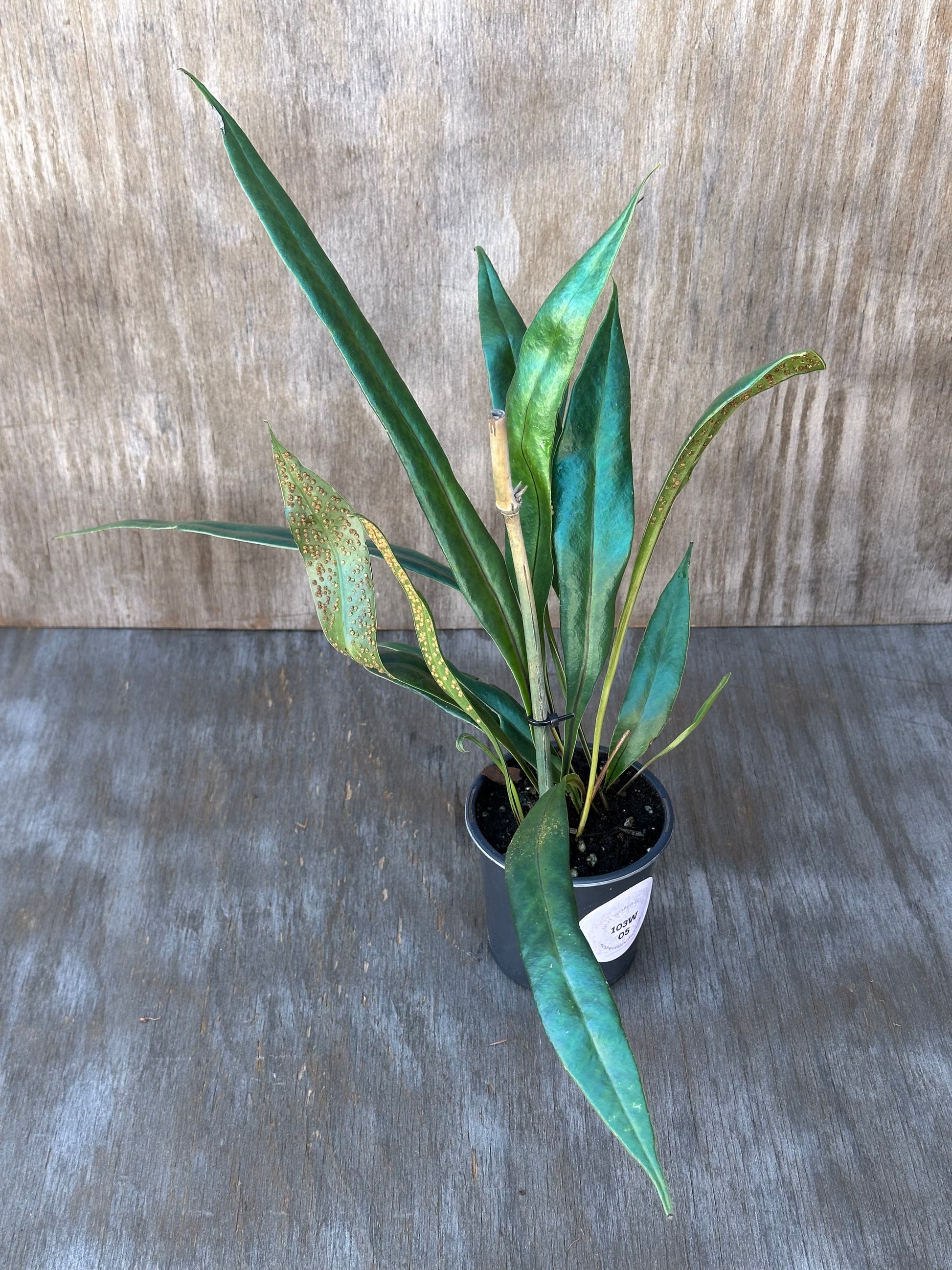 Blue Oil Slick Fern (103W05) in a 4-inch pot, showcasing long, distinctively iridescent leaves.