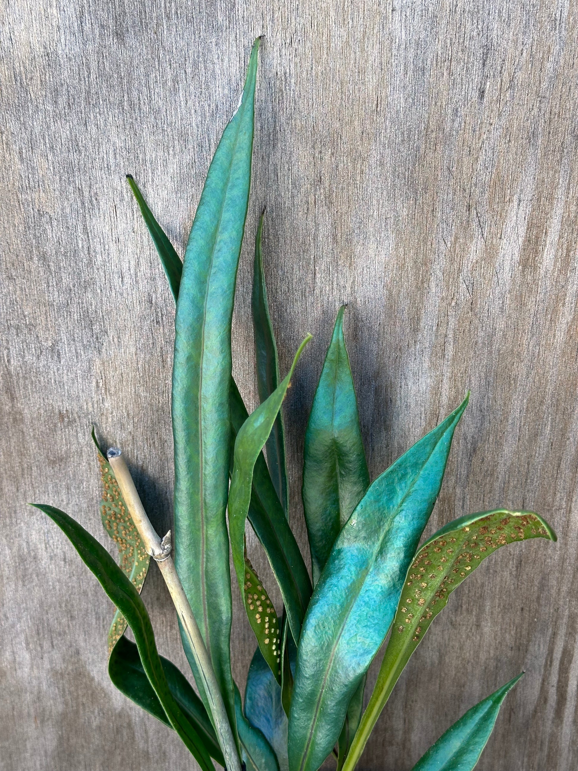 Blue Oil Slick Fern (103W05) with green iridescent leaves, growing in a 4-inch pot. Close-up view of distinctive leaf patterns and textures.