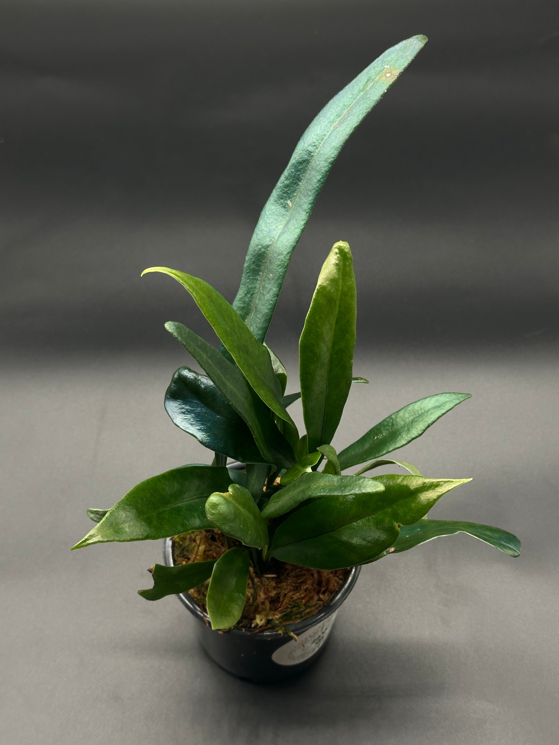 Blue Oil Slick Fern in a 4-inch pot, showcasing its unique blue iridescent leaves, characteristic of the Microsorum thailandicum species, ideal as an indoor houseplant.