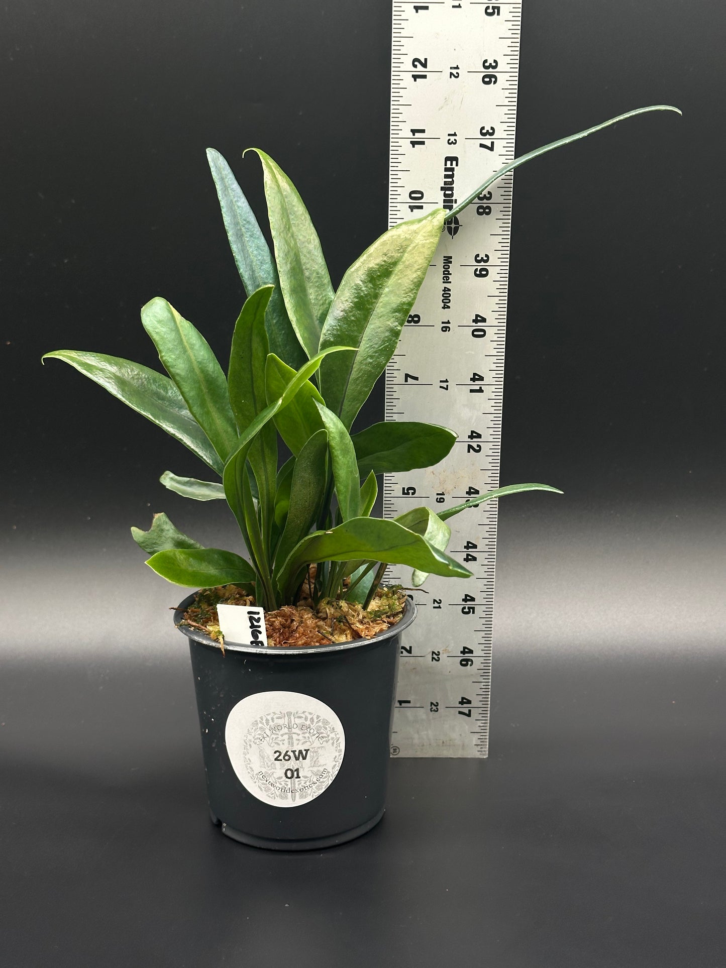 Blue Oil Slick Fern in a 4-inch pot, next to a ruler, highlighting its size. The plant's distinctive iridescent leaves are partially visible.