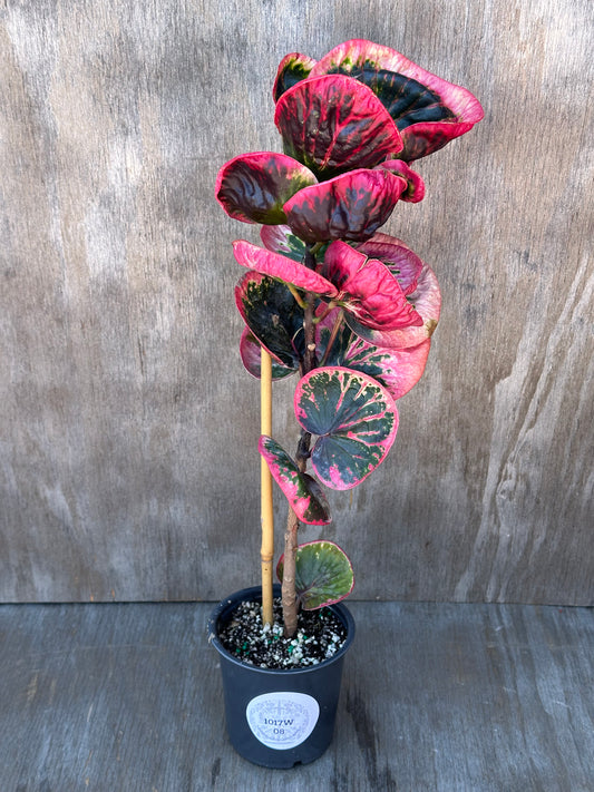 Codiaeum Variegatum 'Croton Rose' with distinctive pink foliage in a 4-inch pot, ideal for exotic houseplant collections.