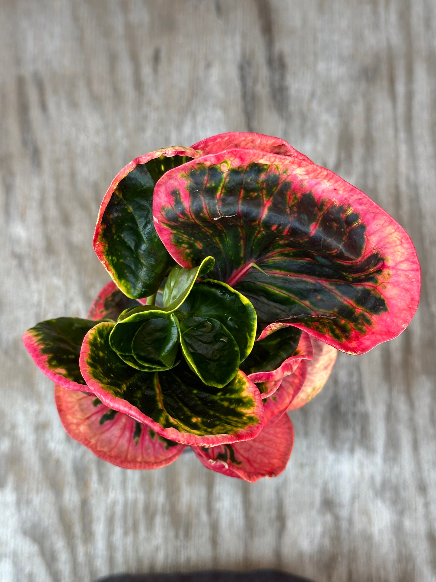 Codiaeum Variegatum 'Croton Rose' in a 4-inch pot, showcasing its distinctive variegated foliage, perfect for tropical houseplant collections.