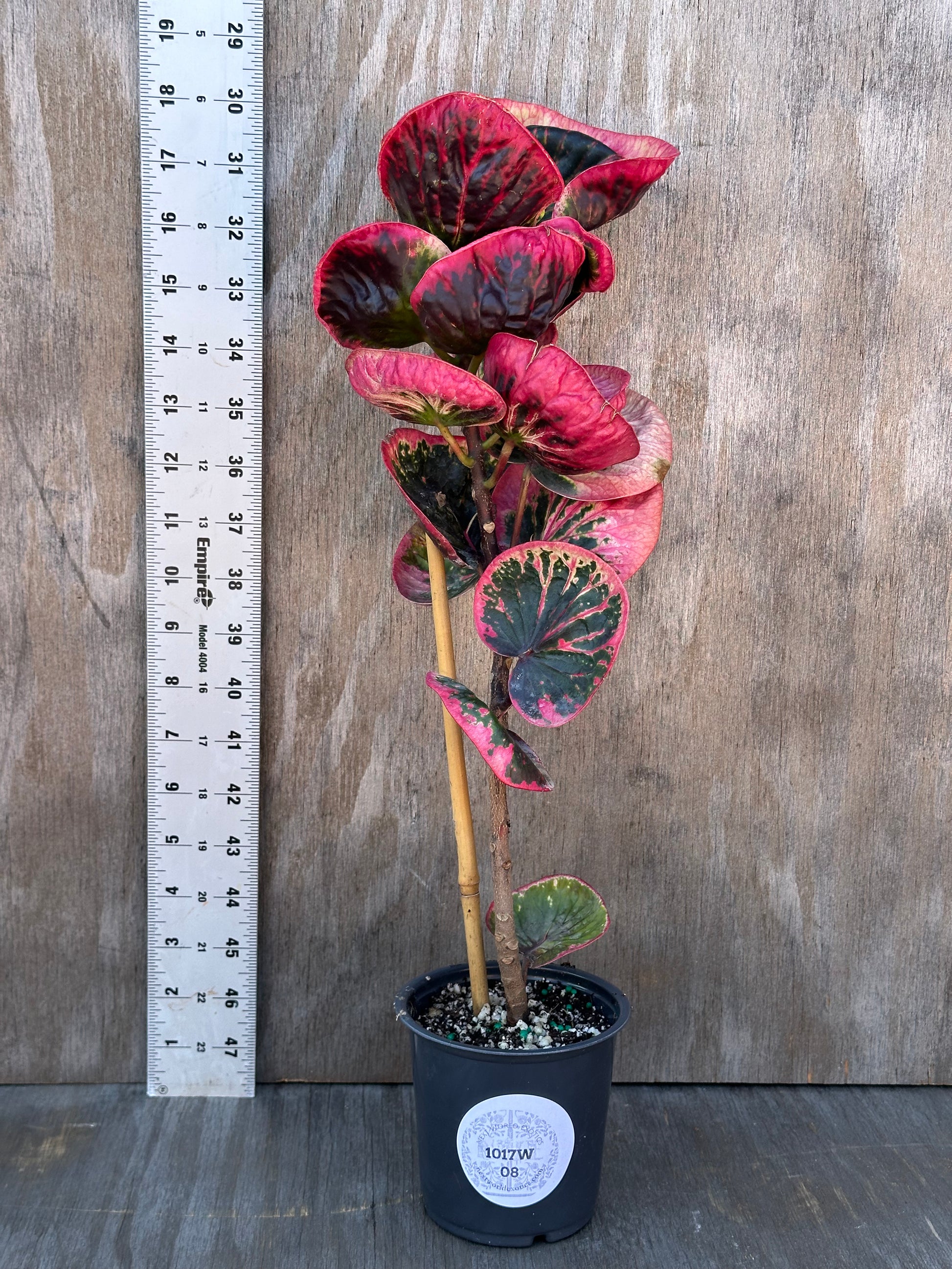 Codiaeum Variegatum 'Croton Rose' in a 4-inch pot, featuring distinctive foliage, displayed next to a ruler for size reference.