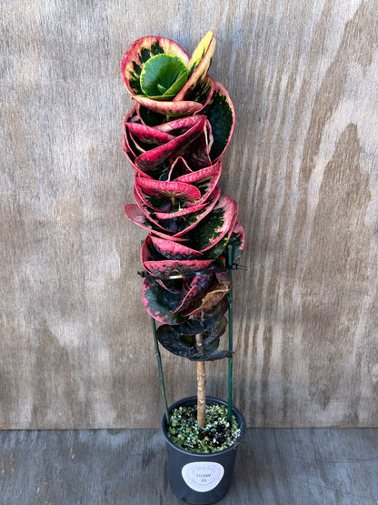 Codiaeum variegatum 'Croton Rose' with distinctive foliage, potted in a 4-inch container. Featured in Next World Exotics' rare tropical houseplant collection.