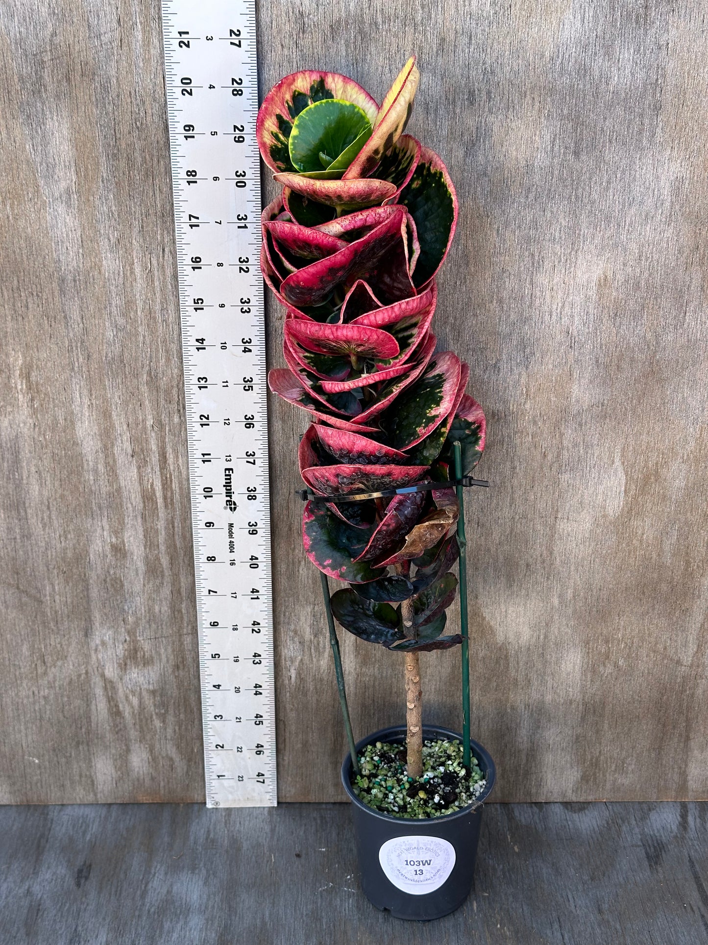 Codiaeum Variegatum 'Croton Rose' in a 4-inch pot, showcased next to a ruler for size reference.