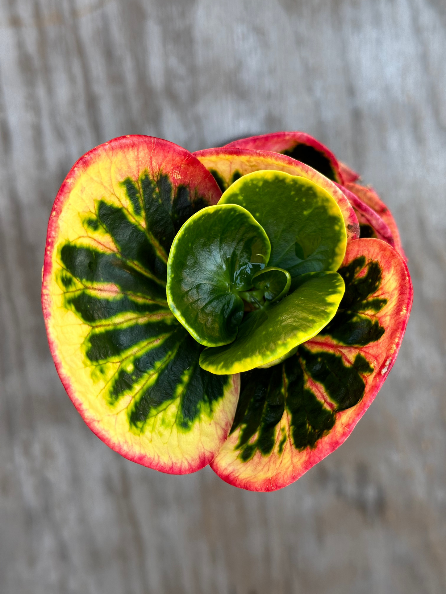 Codiaeum Variegatum 'Croton Rose' in a 4-inch pot, showcasing its distinctive green and red foliage up close.