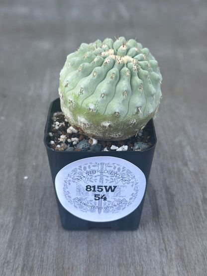 Copiapoa Cinera (815W54) cactus in a pot, featuring prominent thorns and an oval sticker with black text and numbers.