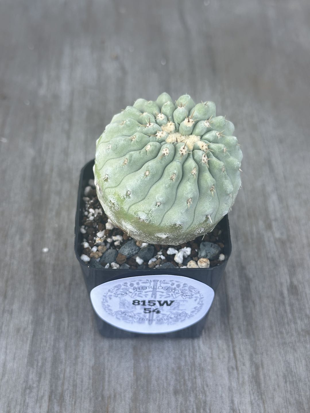 Copiapoa Cinera (815W54) cactus in a pot with a label, featuring distinct thorns and housed in a flowerpot, ideal as a houseplant.