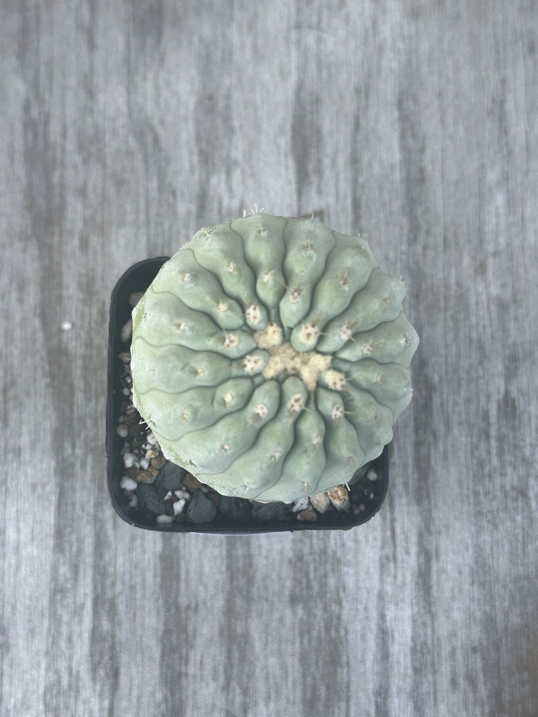 Copiapoa Cinera (815W54) cactus in a pot, showcasing its unique succulent form and spiny texture.