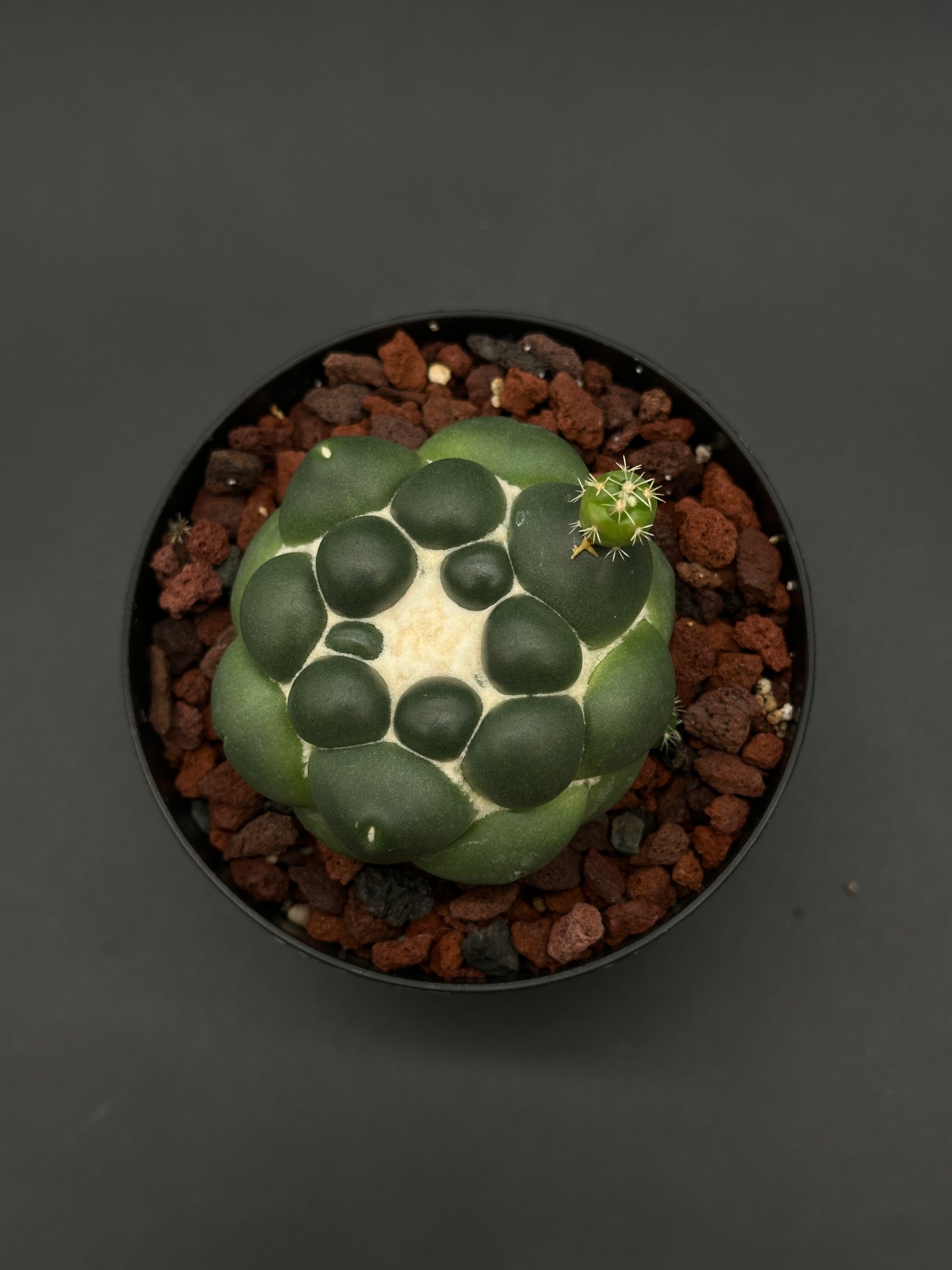 Coryphantha Elephantidens Inermis, a rare cactus featured by Next World Exotics, ideal for collectors seeking unique variegated tropical houseplants.