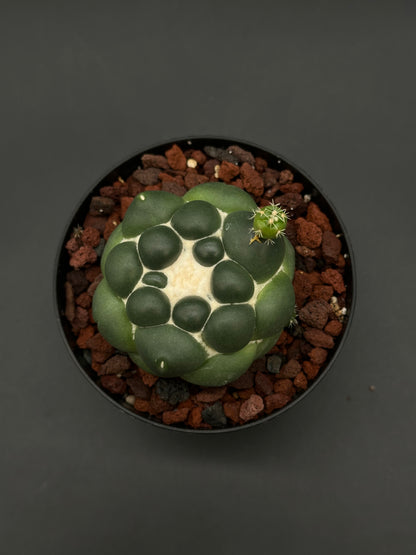 Coryphantha Elephantidens Inermis, a rare cactus featured by Next World Exotics, ideal for collectors seeking unique variegated tropical houseplants.