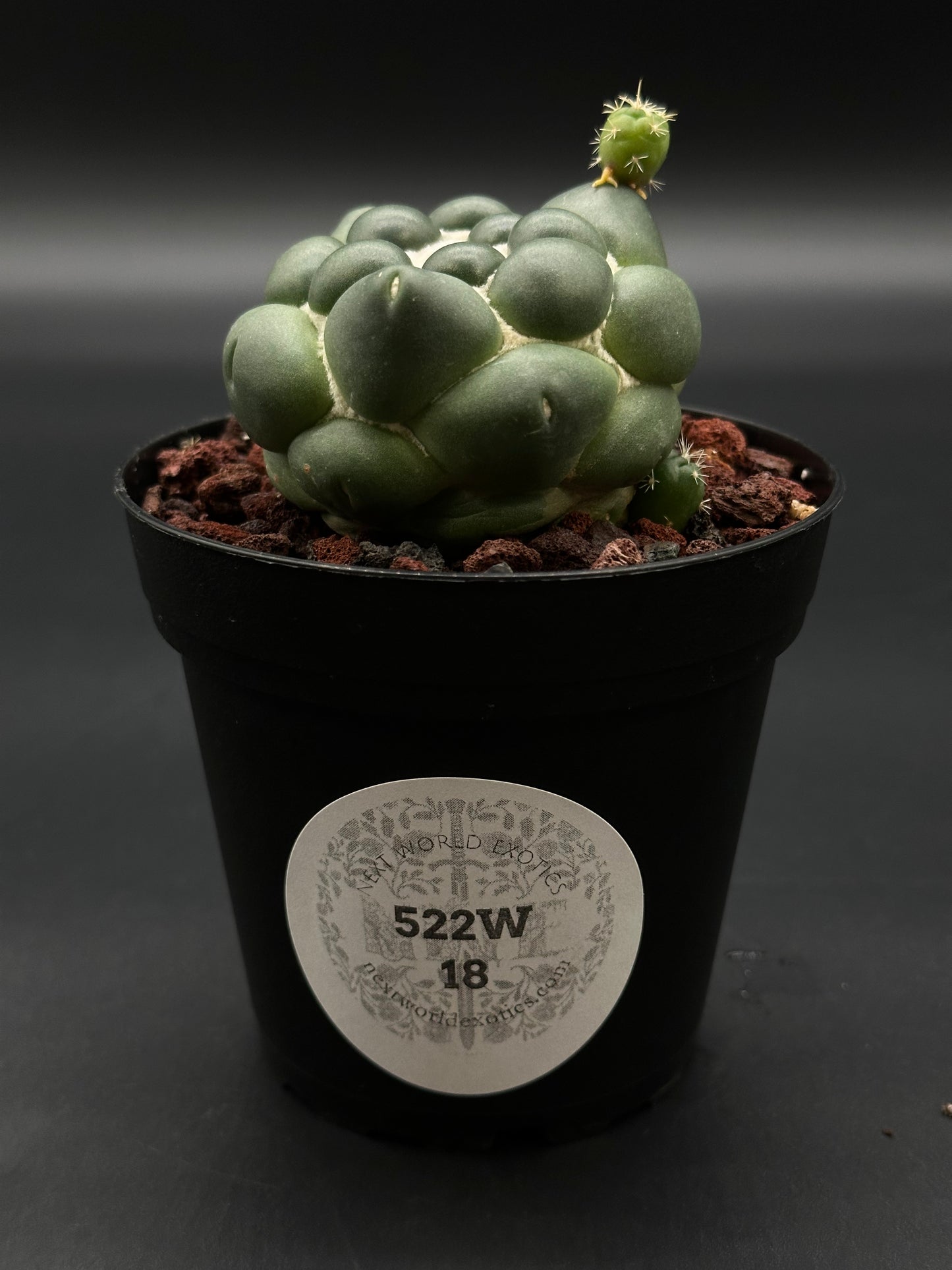 Coryphantha Elephantidens Inermis (522W18) displayed with its distinctive, smooth surface, exemplifying Next World Exotics' rare variegated tropical houseplants collection.