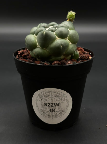 Coryphantha Elephantidens Inermis (522W18) displayed with its distinctive, smooth surface, exemplifying Next World Exotics' rare variegated tropical houseplants collection.