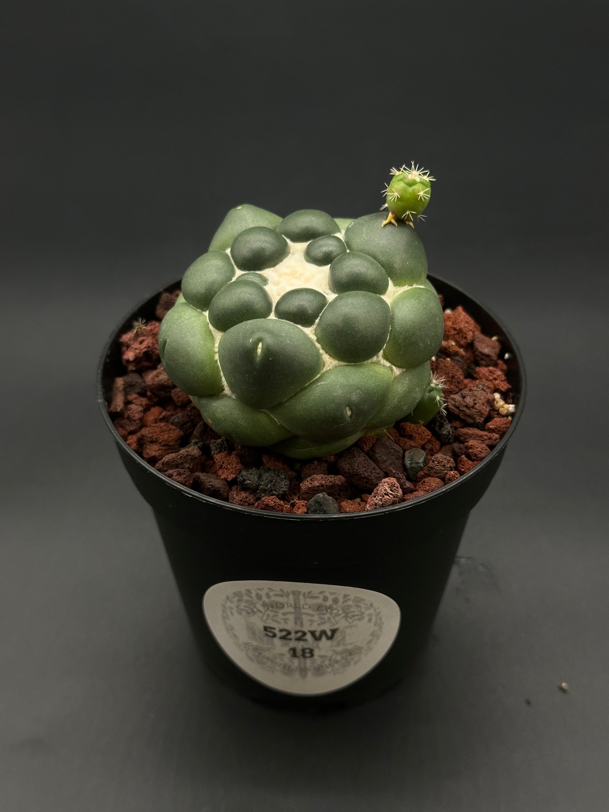 Coryphantha Elephantidens Inermis, a rare succulent from Next World Exotics, features smooth, rounded surfaces without spines, ideal for adding unique texture to plant collections.