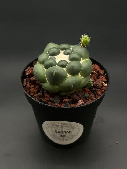Coryphantha Elephantidens Inermis, a rare succulent from Next World Exotics, features smooth, rounded surfaces without spines, ideal for adding unique texture to plant collections.