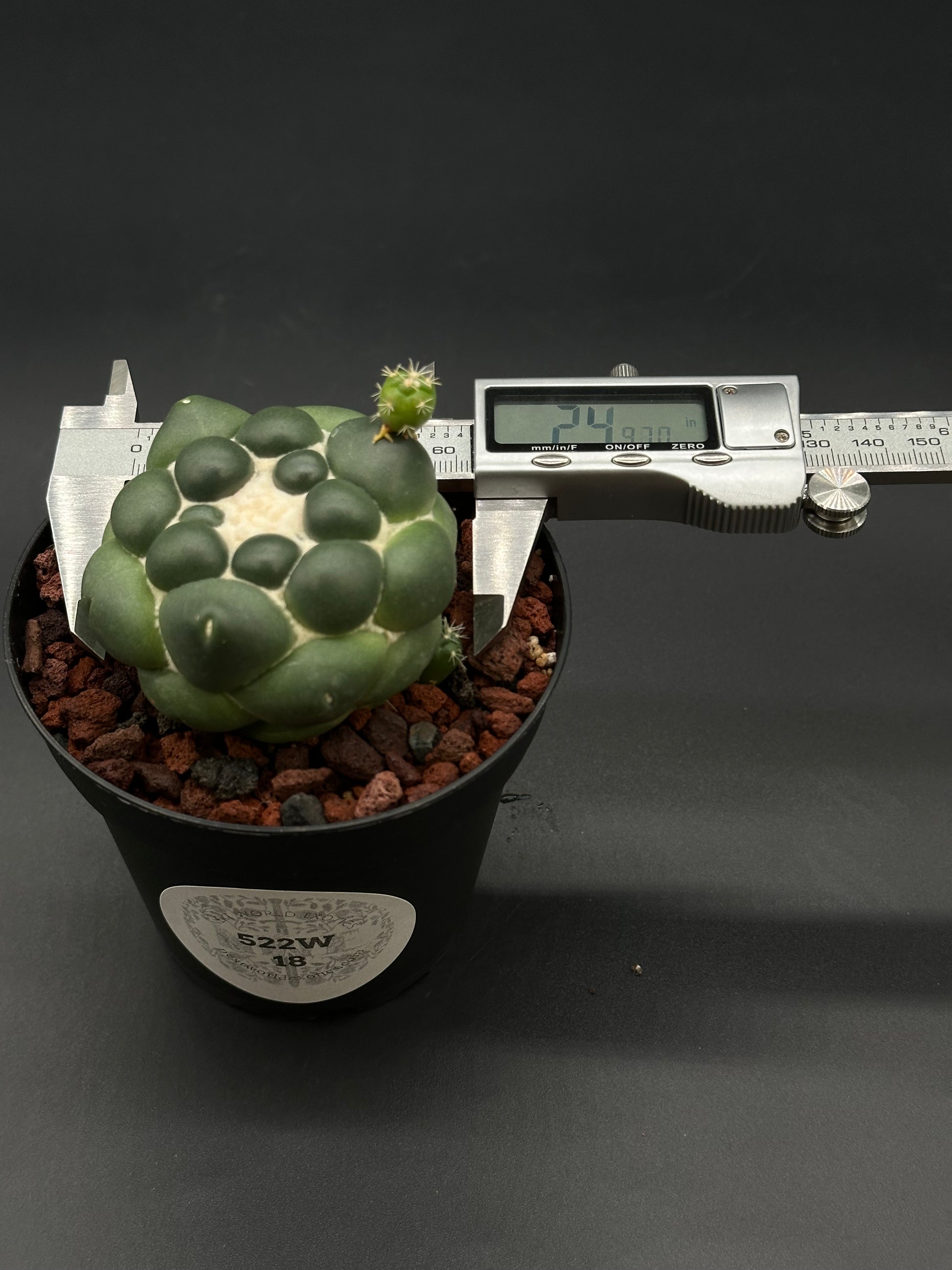 Coryphantha Elephantidens Inermis (522W18) on display, showcasing its distinctive, smooth, rounded body with prominent tubercles, ideal for exotic plant enthusiasts.