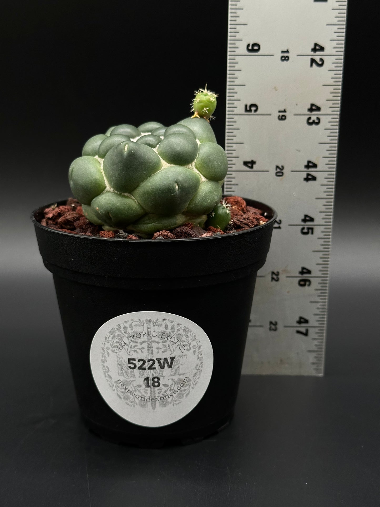 Coryphantha Elephantidens Inermis, a rare succulent perfect for collectors, features distinctive rounded shapes, ideal for adding an exotic touch to your plant collection.