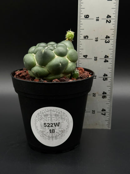 Coryphantha Elephantidens Inermis, a rare succulent perfect for collectors, features distinctive rounded shapes, ideal for adding an exotic touch to your plant collection.