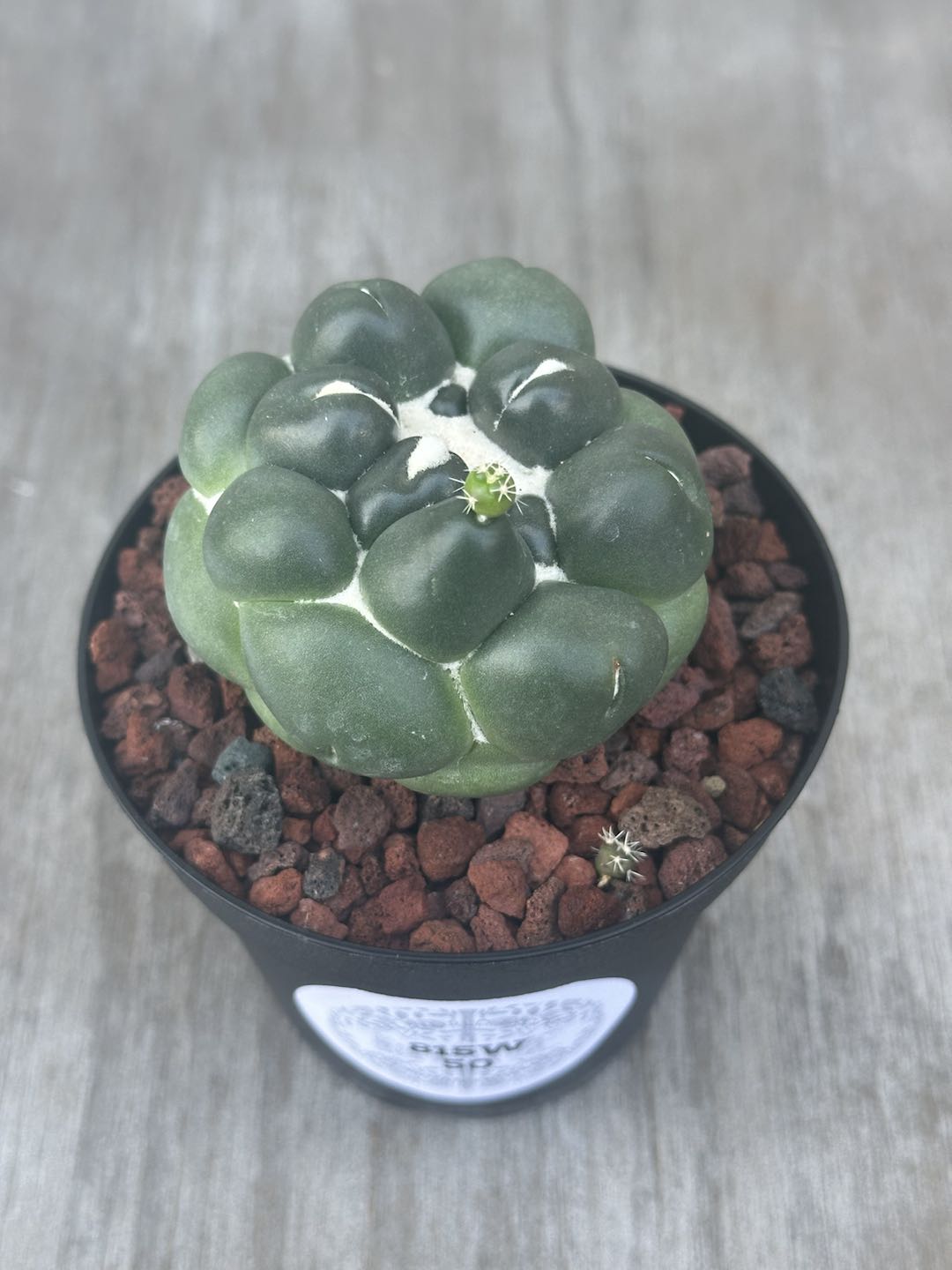 Coryphantha Elephantidens Inermis (815W50) cactus in a pot, featuring a close-up of its green, spiky surface, surrounded by brown rocks in the container.