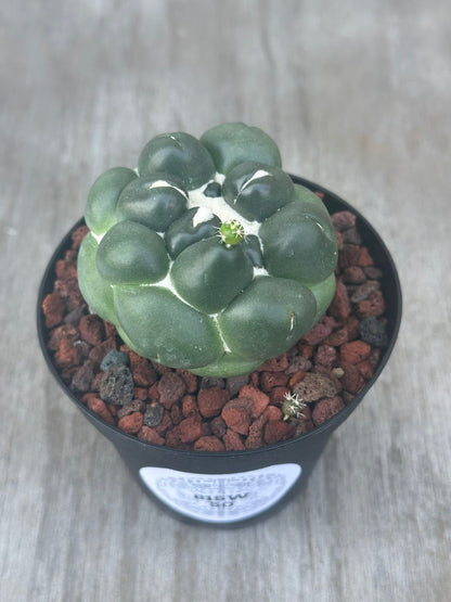 Coryphantha Elephantidens Inermis (815W50) cactus in a pot, featuring a close-up of its green, spiky surface, surrounded by brown rocks in the container.