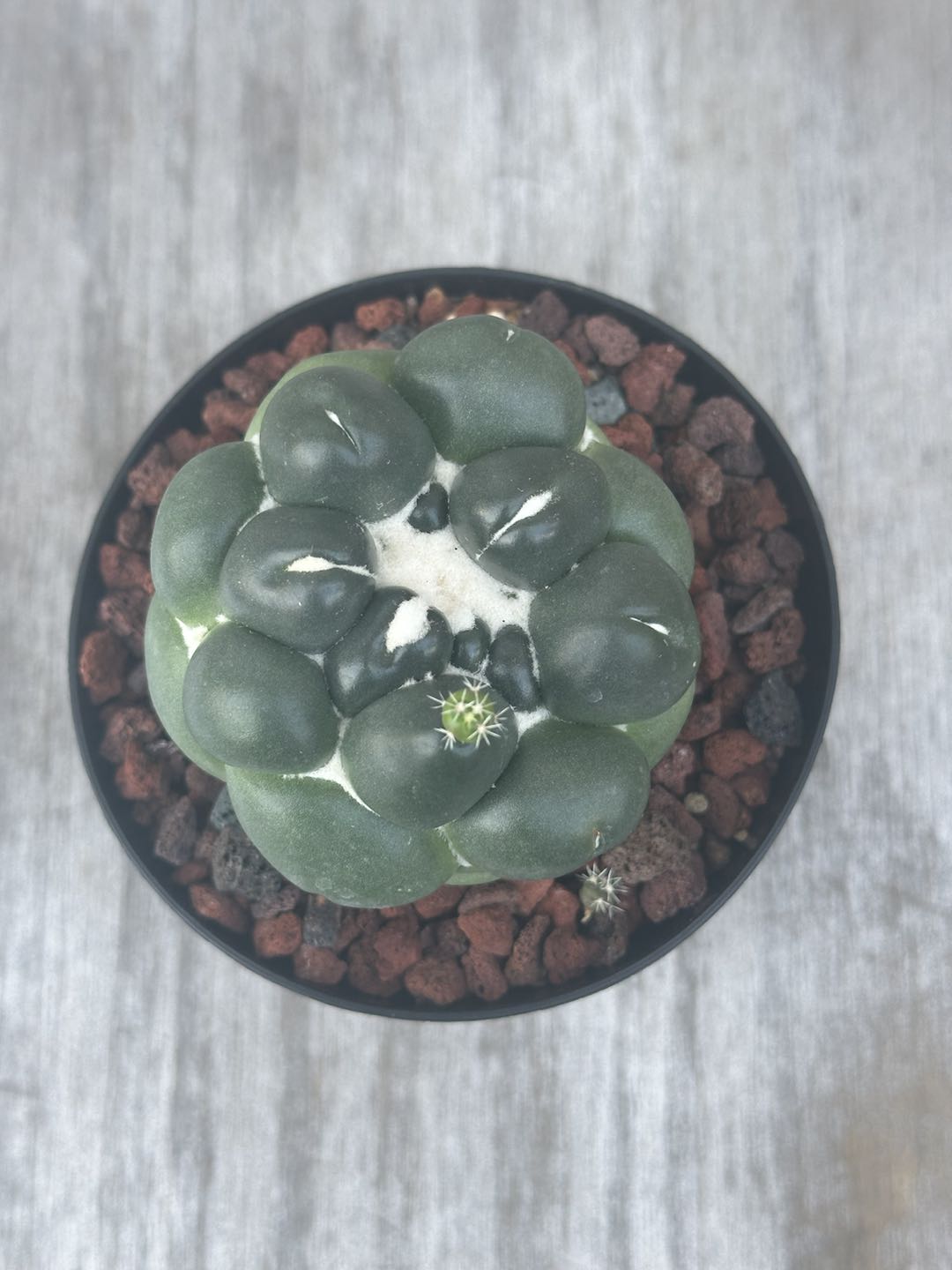 Cactus - Next World Exotics Rare Plants & Crystals – Page 3