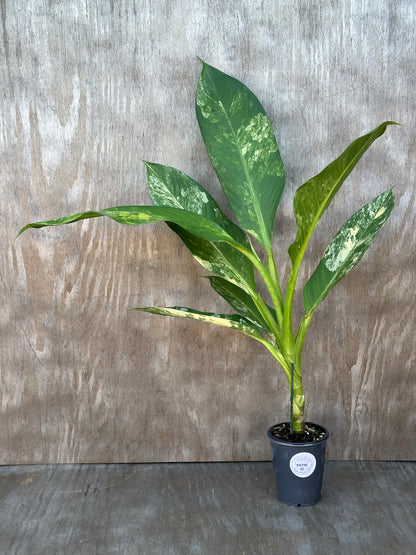 Dieffenbachia Daguensis 'Big Ben' in a 4 pot, showcasing its large, beautifully variegated leaves, ideal for tropical houseplant enthusiasts.