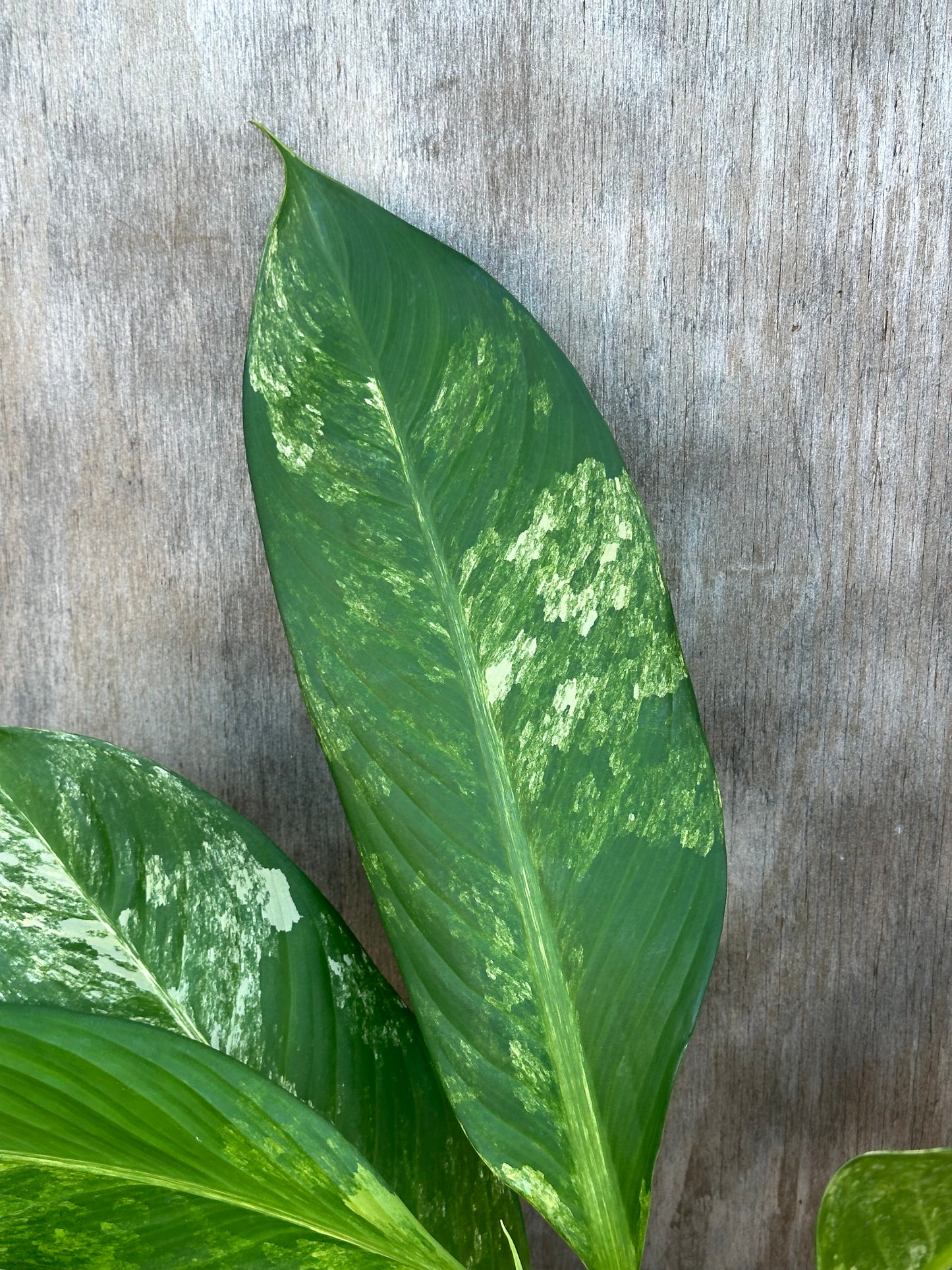 Dieffenbachia Daguensis 'Big Ben' in a 4 pot, showcasing large, strikingly variegated leaves, ideal for exotic houseplant enthusiasts.