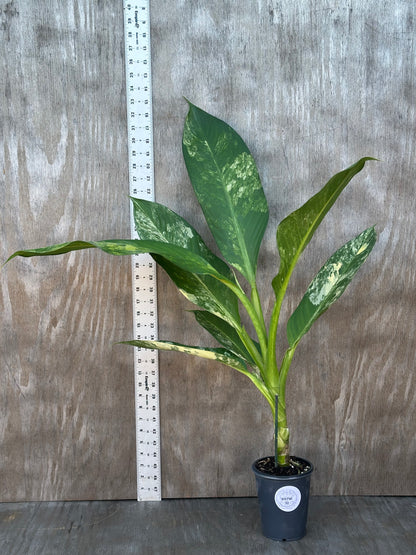 Dieffenbachia Daguensis 'Big Ben' in 4 pot, showcasing large, variegated leaves, positioned beside a ruler for size reference. Ideal for indoor plant enthusiasts.