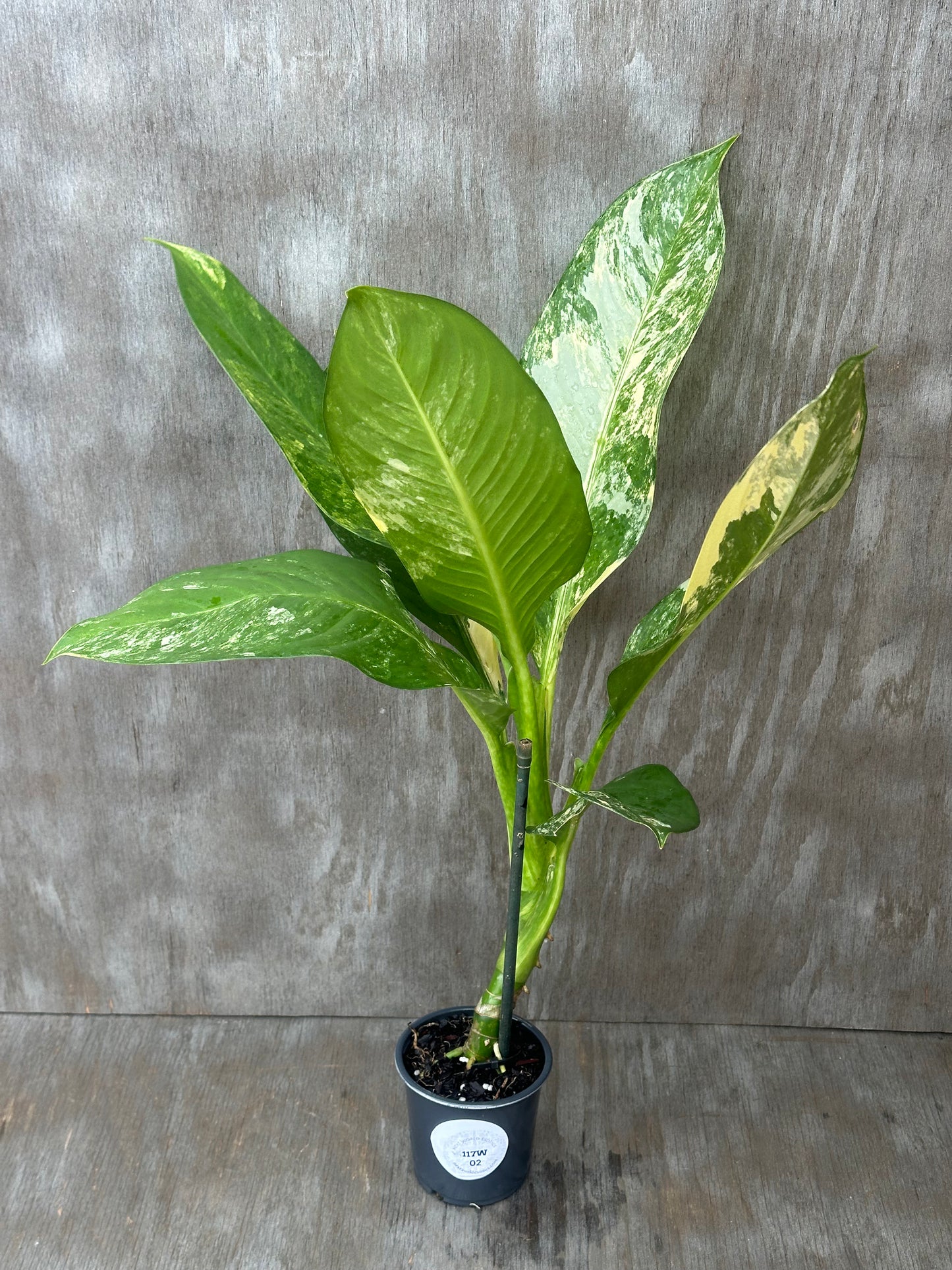 Dieffenbachia Daguensis 'Big Ben' in a 4 pot with large variegated leaves, offered by Next World Exotics, known for rare tropical houseplants.