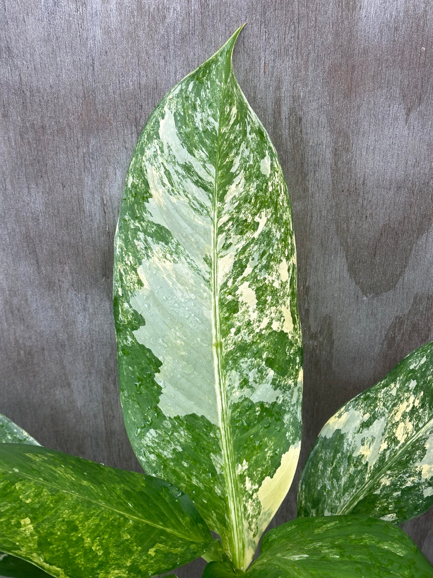 Dieffenbachia Daguensis 'Big Ben' in a 4 pot, showcasing large leaves with striking variegation, ideal for exotic houseplant enthusiasts.