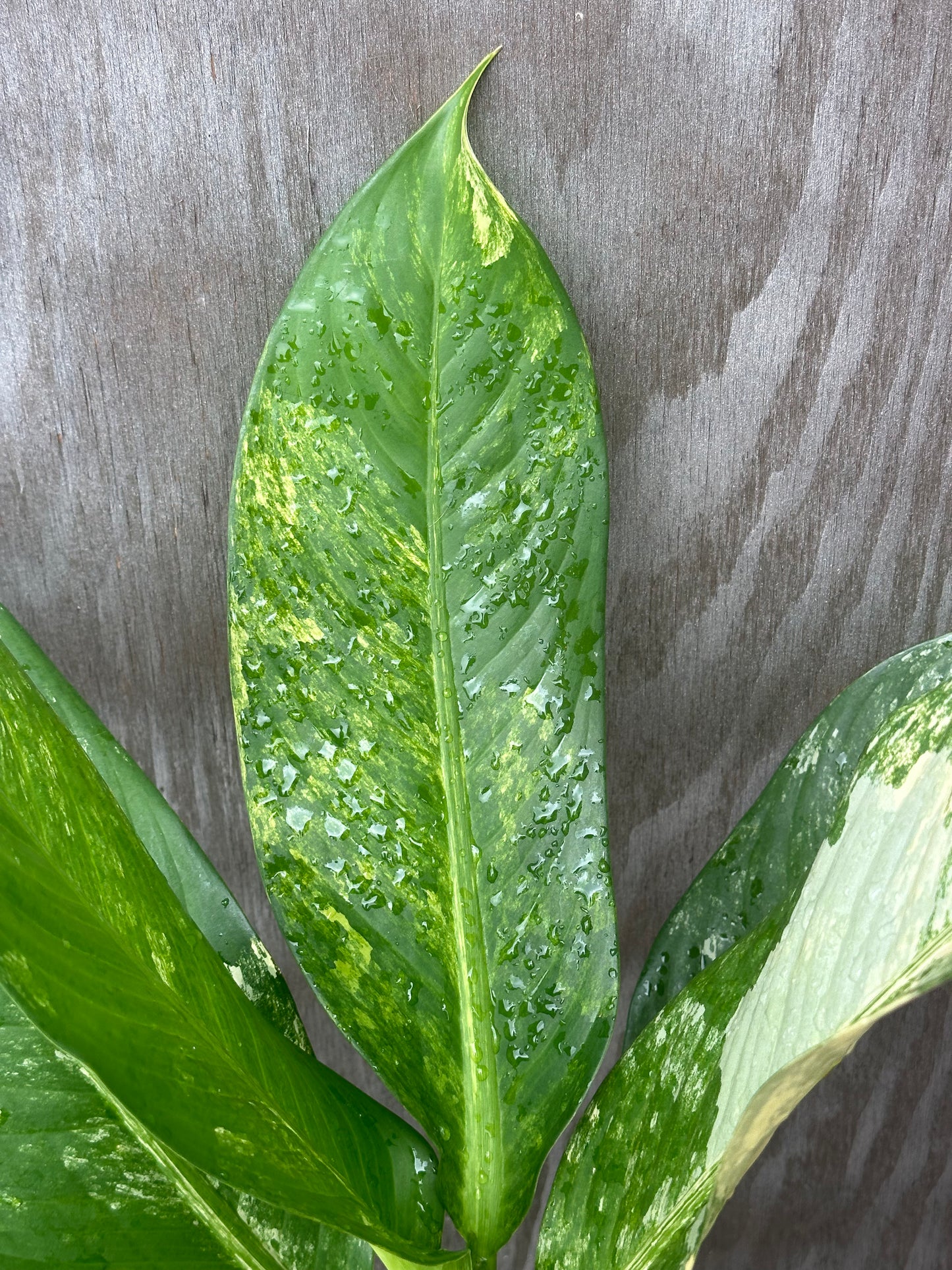 Dieffenbachia 'Big Ben' with large, variegated leaves in a 4 pot. Featured in Next World Exotics' variegated tropical houseplant collection.