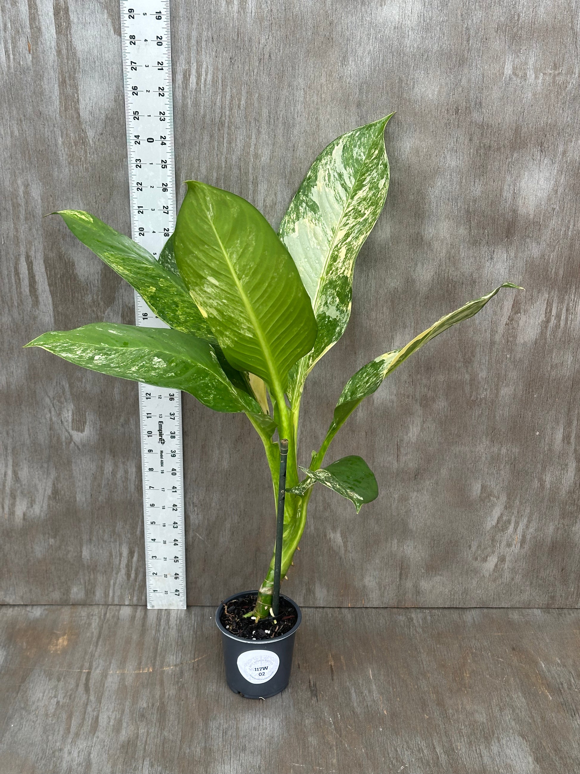 Dieffenbachia Daguensis 'Big Ben' in a 4 pot, showcasing its large, beautifully variegated leaves, ideal for indoor plant enthusiasts.