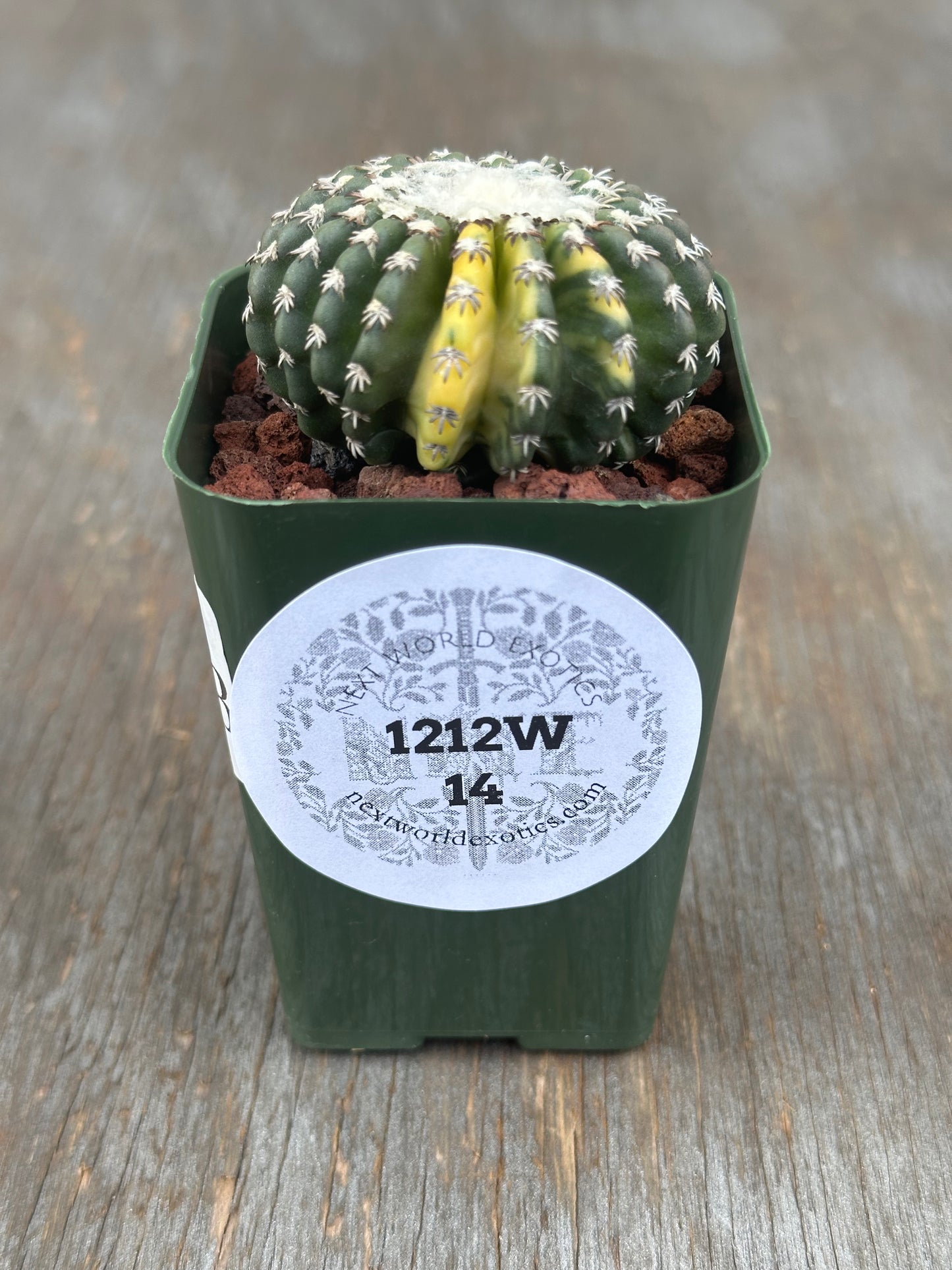 Discocactus Horstii Variegated in a 2.25-inch pot, showcasing distinct variegation and thorns, ideal for exotic houseplant collections from Next World Exotics.