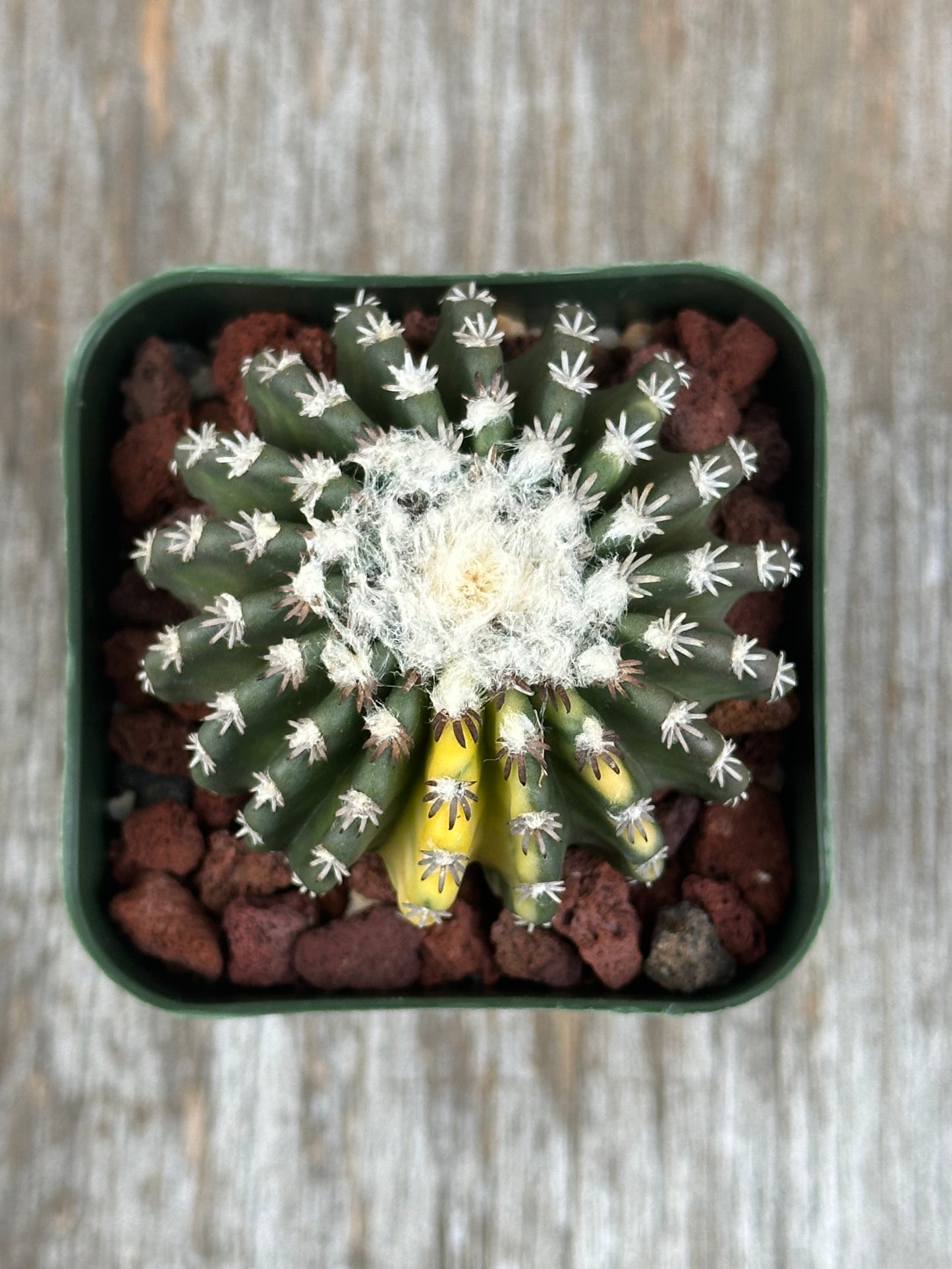 Discocactus Horstii Variegated in a 2.25-inch pot, showcasing distinctive variegation and thorns, ideal for exotic plant enthusiasts seeking unique tropical houseplants.