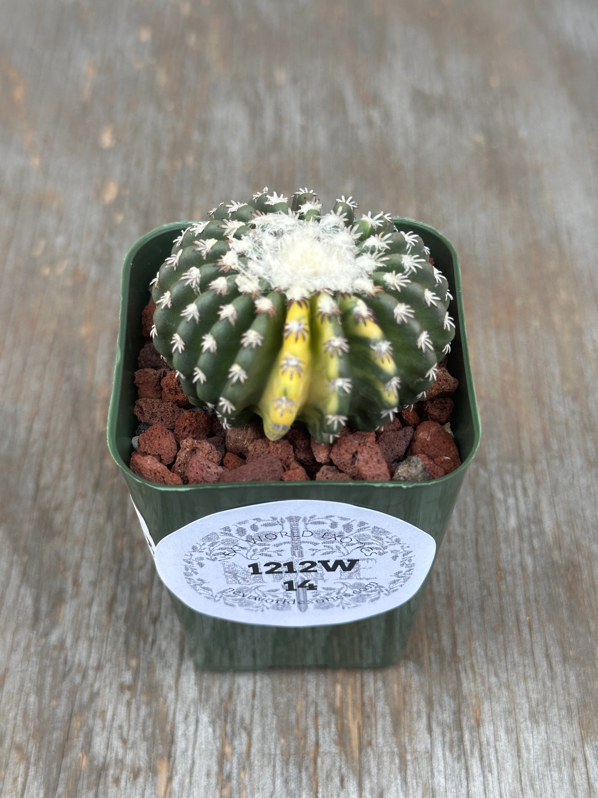 Discocactus Horstii Variegated in a 2.25-inch pot, showcasing its unique structure with spines, ideal for collectors of rare, exotic houseplants.