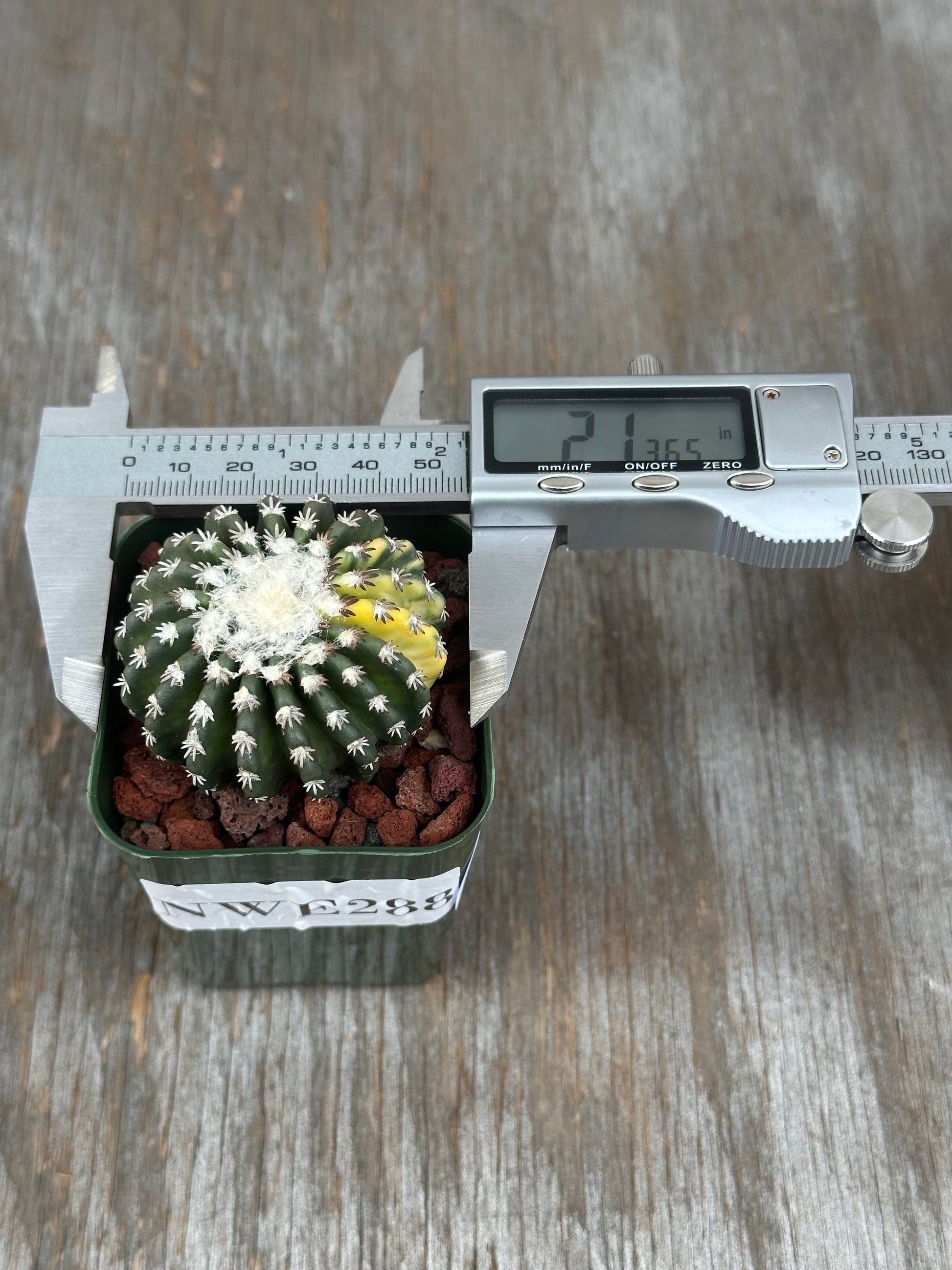 Discocactus Horstii Variegated in a 2.25-inch pot with a measuring device visible, showcasing its unique structure and rare plant appeal.