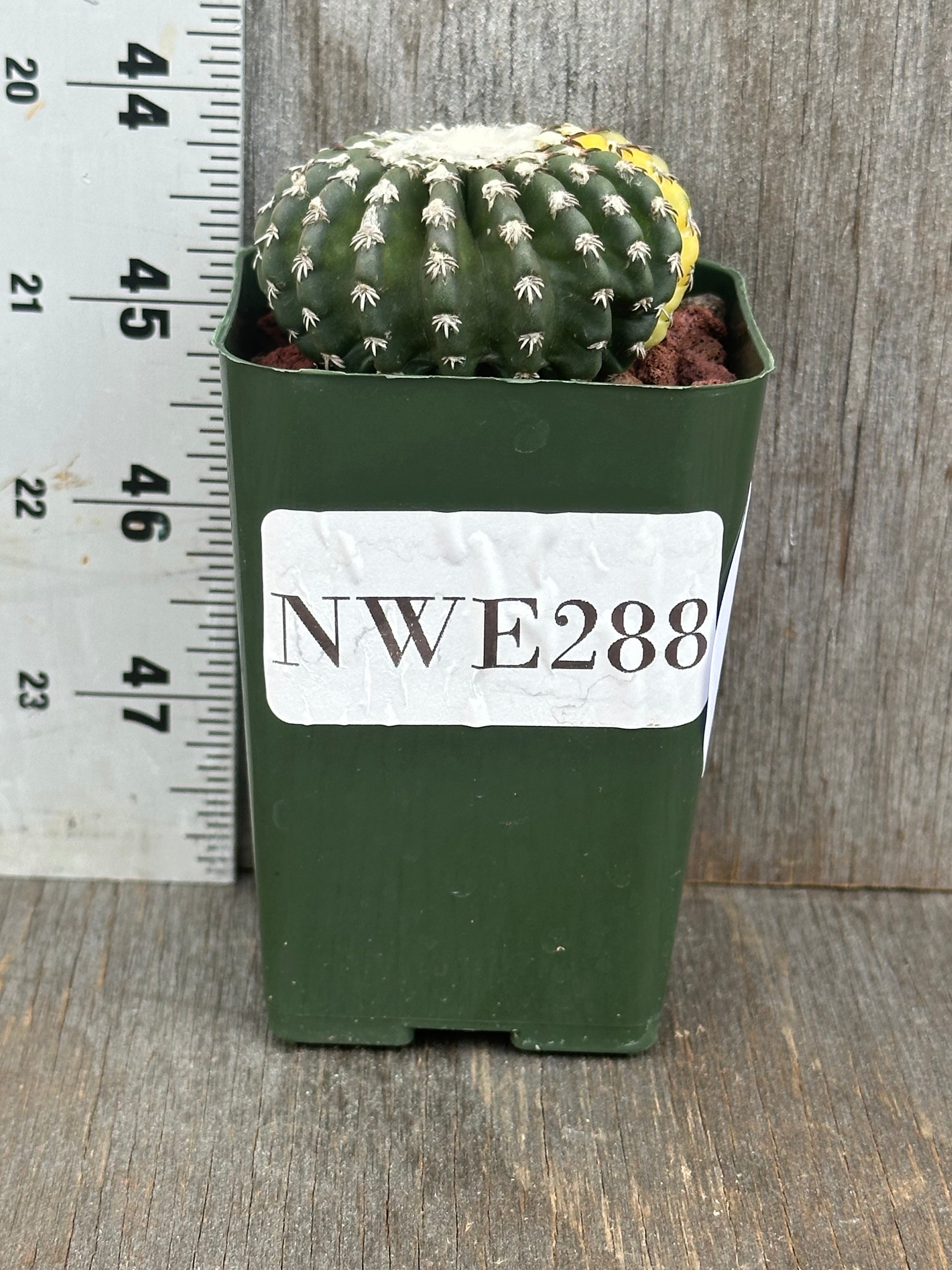 Discocactus Horstii Variegated in a 2.25-inch pot, showcasing its distinct form with spines, ideal for exotic houseplant enthusiasts and collectors.