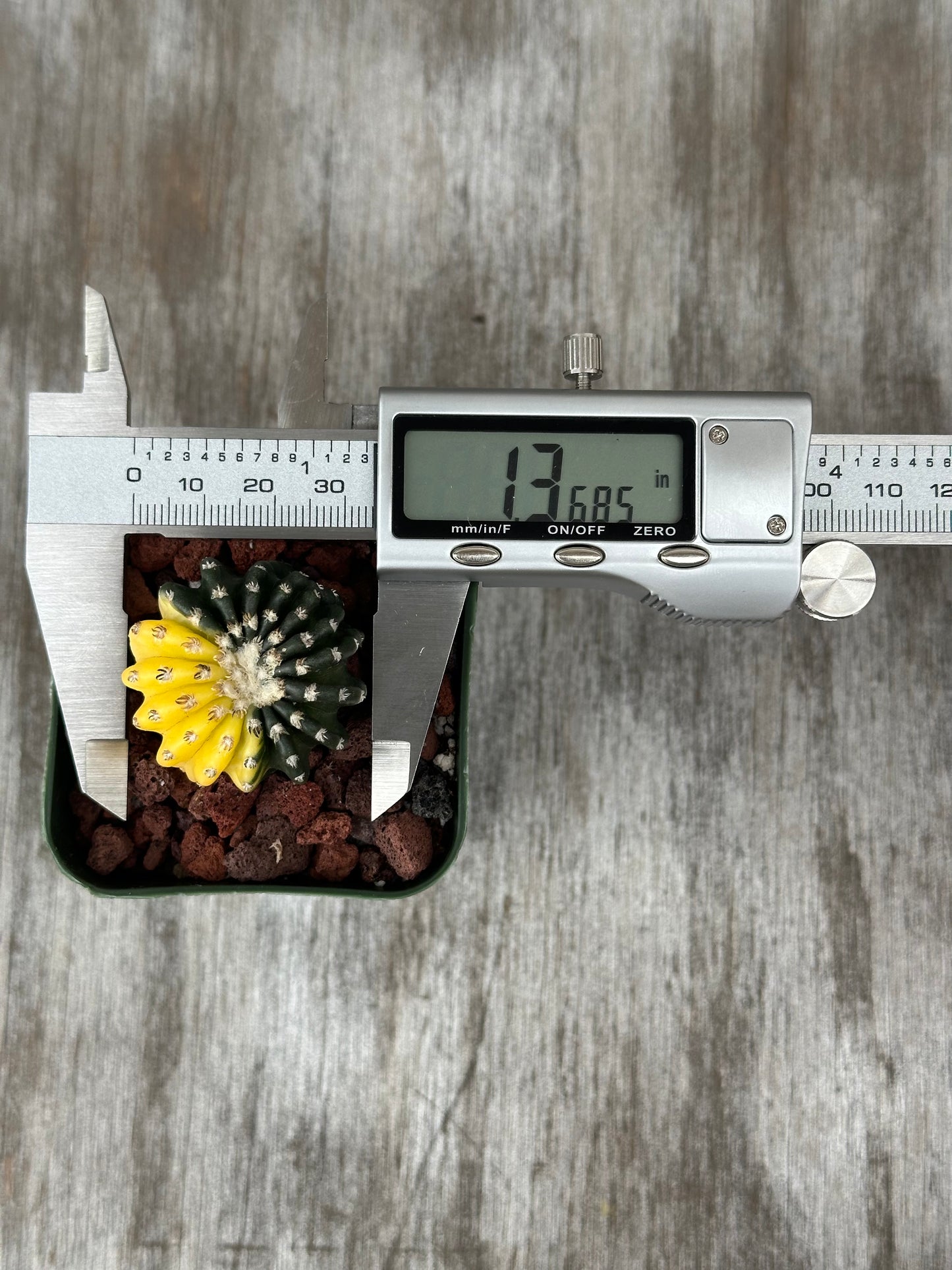 Discocactus Horstii Variegated (829W32) being measured with a digital caliper, showcasing its unique variegation and compact size, ideal for collectors.