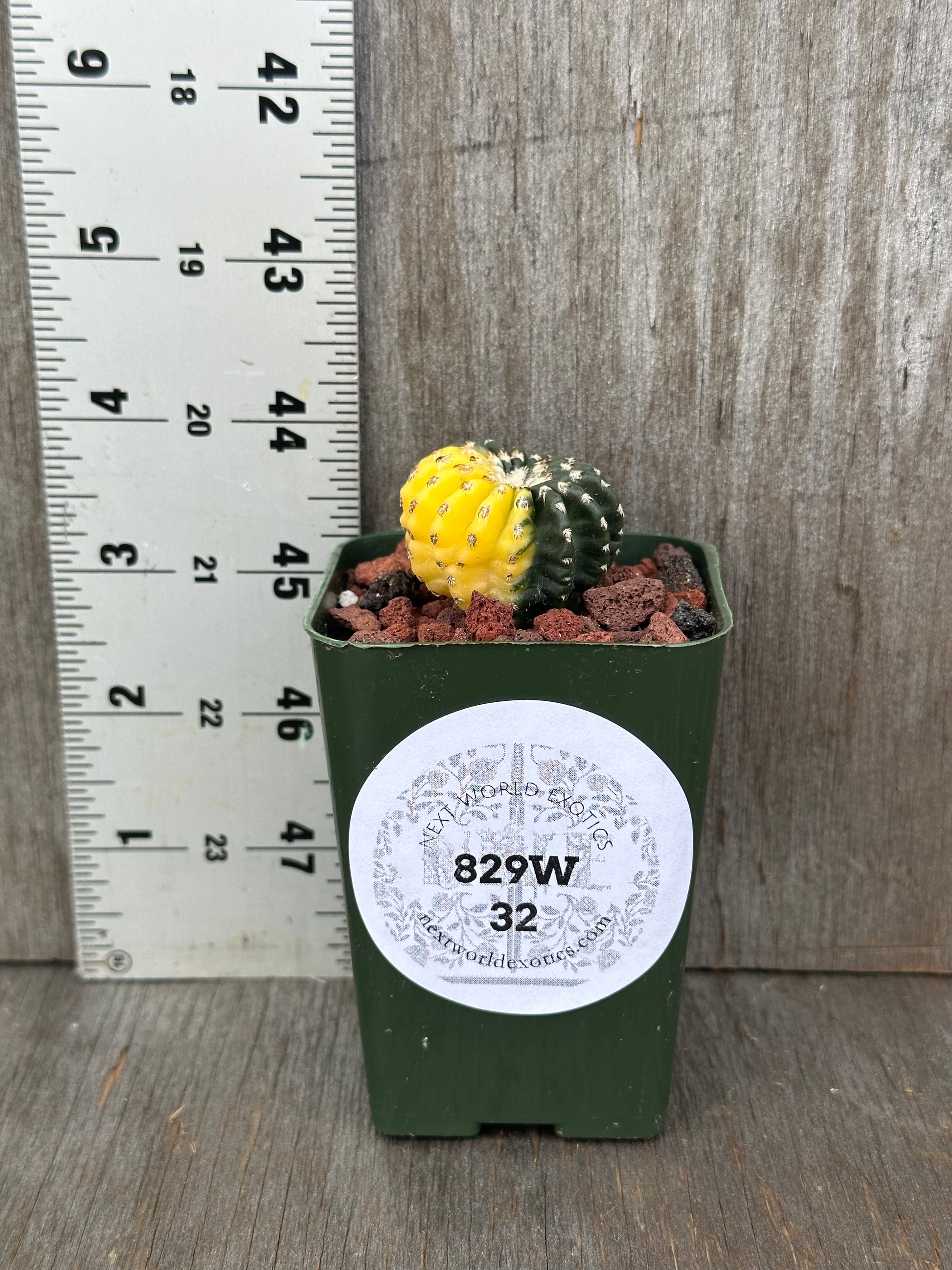 Discocactus Horstii Variegated (829W32) displayed in a pot with brown rocks, highlighting its unique appearance as an exotic houseplant from Next World Exotics.