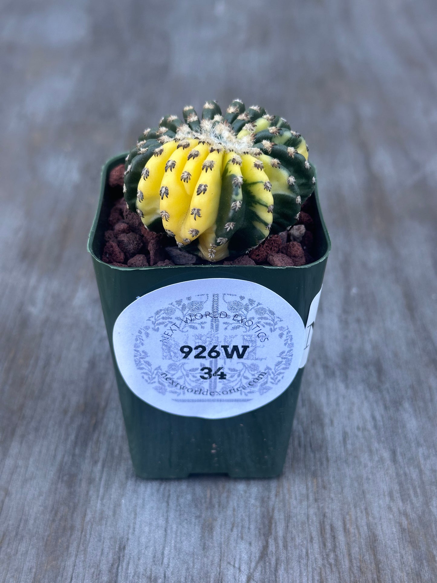 Discocactus Horstii Variegated in a pot, showcasing the unique variegation and compact form, ideal for collectors of rare exotic houseplants.