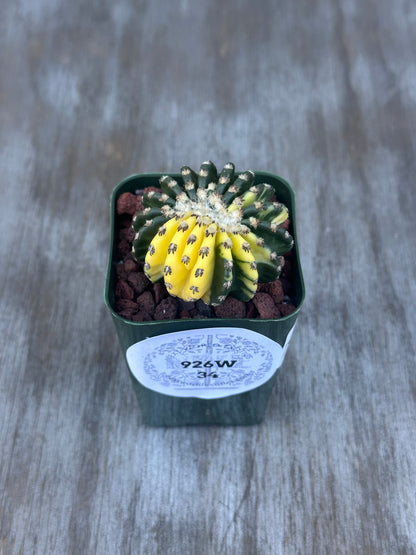 Discocactus Horstii Variegated (926W34) in a decorative pot, showcasing its unique variegation. Ideal for exotic houseplant collectors and enthusiasts.