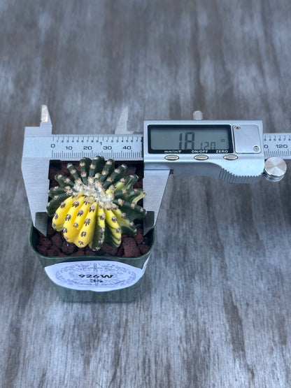 Small Discocactus Horstii Variegated (926W34) with a digital caliper measuring its size, showcased by Next World Exotics.