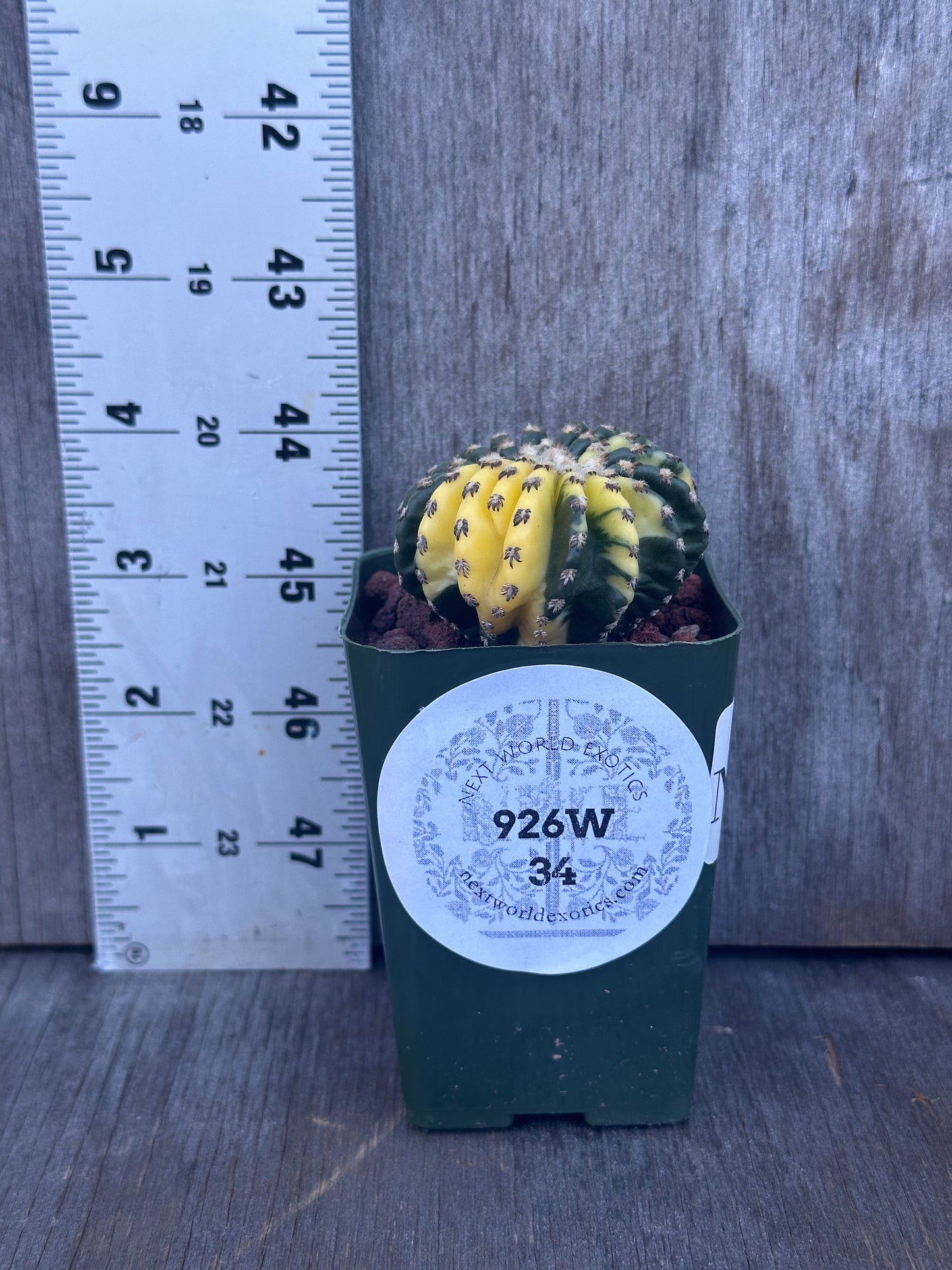 Discocactus Horstii Variegated in a pot next to a ruler, showcasing its size. Available at Next World Exotics for rare plant enthusiasts.