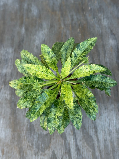 Dorstenia Hardwoodii x Foetida Hybrid Variegated